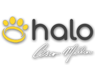 halocollar.com