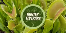 Hunter Flytraps