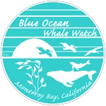 blueoceanwhalewatch.com